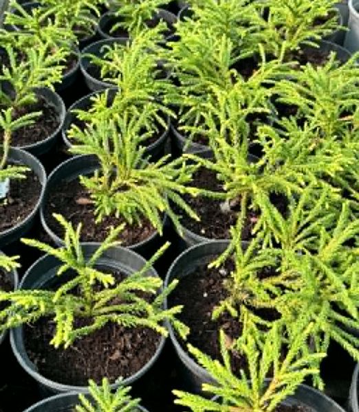 Cryptomeria japonica - Little Diamond   lit. 